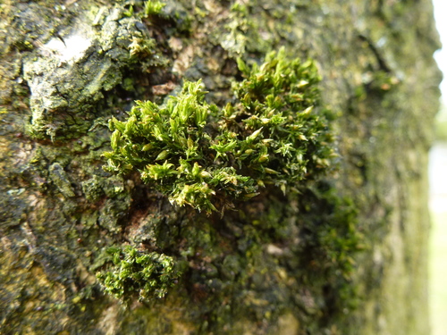 Image of Orthotrichum tenellum by (c) Susan Marley, some rights reserved (CC BY)