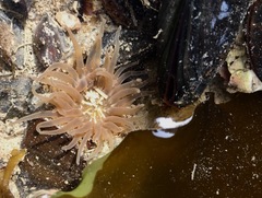 Aulactinia stella