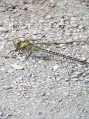 Coryphaeschna ingens