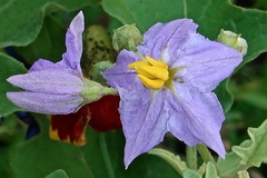 Solanum dimidiatum