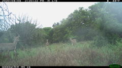 Odocoileus virginianus