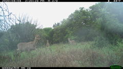 Odocoileus virginianus