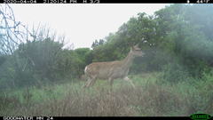 Odocoileus virginianus