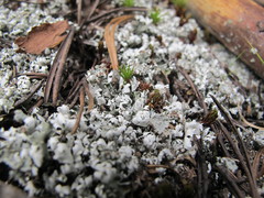Cladonia symphycarpa