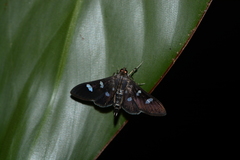 Nomophilini