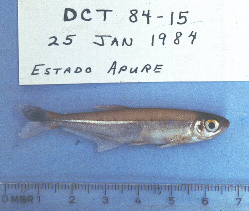 Slender tetra (Iguanodectes spilurus) — Iguanodectidae — 3