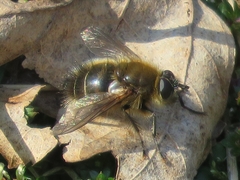Tachina ursina
