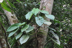 Syngonium chiapense