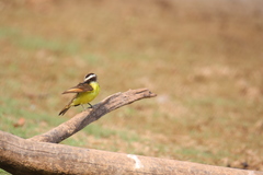 Myiozetetes cayanensis