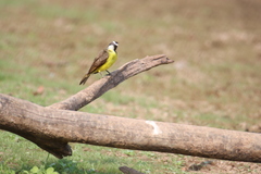 Myiozetetes cayanensis