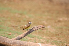 Myiozetetes cayanensis
