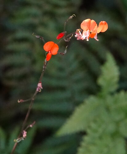 Orange Tick-trefoil