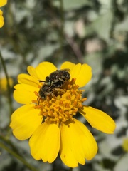 Calliopsima