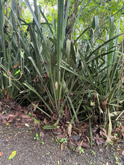 Aechmea magdalenae, photograph (c) Aidan, some rights reserved (CC BY)