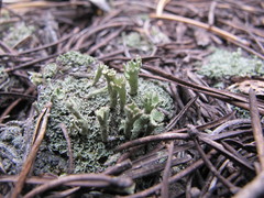 Cladonia carneola