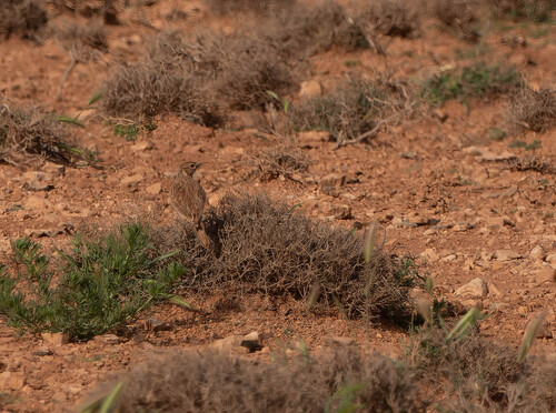 Dupont's Lark
