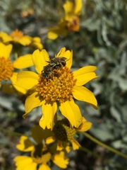 Calliopsima