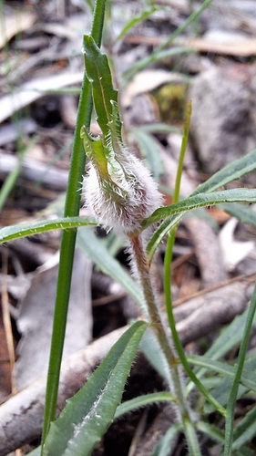 Wahlenbergia stricta, photograph 1