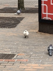 Columba livia domestica