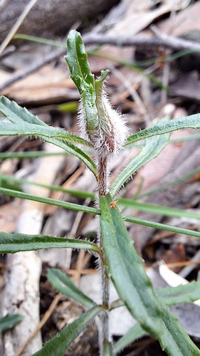 Wahlenbergia stricta, photograph 2