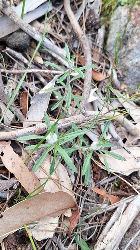Wahlenbergia stricta, photograph 3