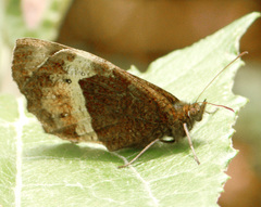 Pedaliodes phaea