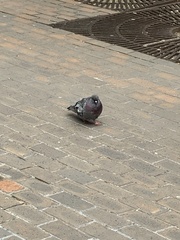 Columba livia domestica