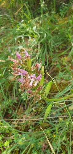Naked-man Orchid