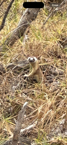 iNaturalist observation photo of Long-tailed Weasel