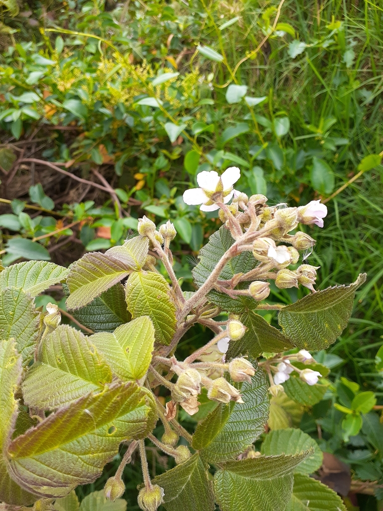 Andean blackberry