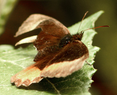 Pedaliodes phaea