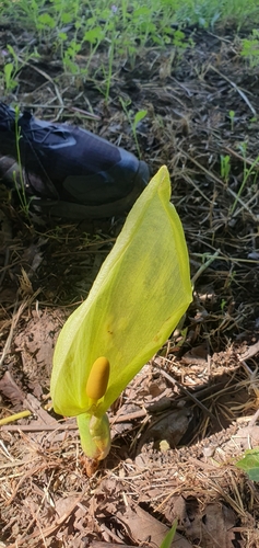 Italian arum
