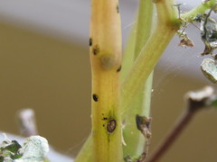 Amphitetranychus viennensis