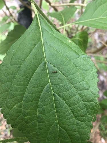 Photo of Buren's Pyramid Ant (Dorymyrmex bureni)
