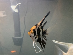 Pterophyllum scalare
