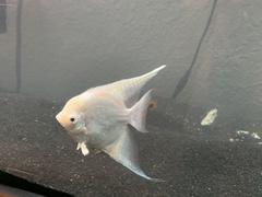 Pterophyllum scalare