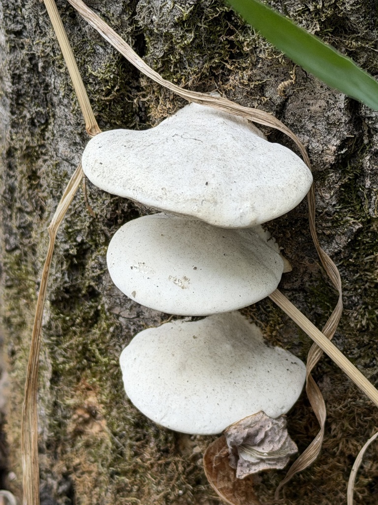 fragrant bracket · May 2026 · photo: Photo: (c) Pam Hardy, some rights reserved (CC BY) · iNaturalist