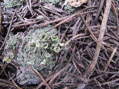Cladonia carneola