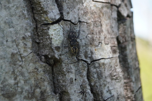 Aspen Zebra Beetle