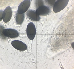 Podospora pleiospora