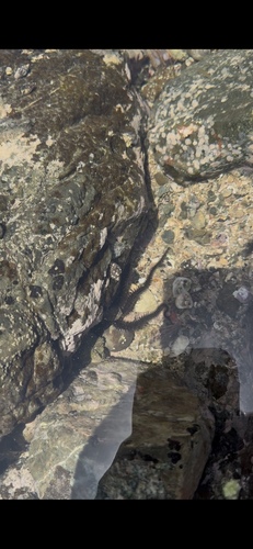 Ophiocoma aethiops observed 2026-05-21