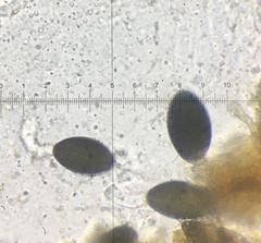 Podospora pleiospora