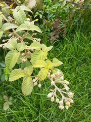 Rubus