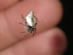Cyclosa conica
