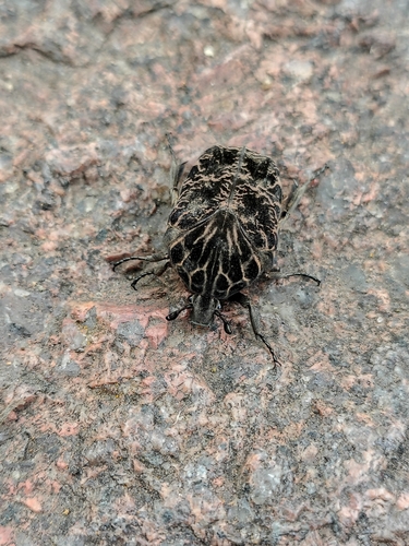Gymnetis chalcipes