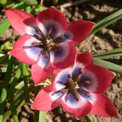 Tulipa humilis