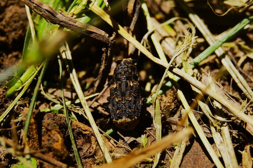 Resin Weevil