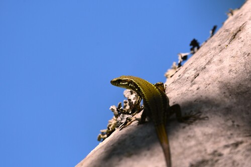 Common Wall Lizard