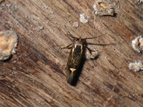 Sulphur Tubic