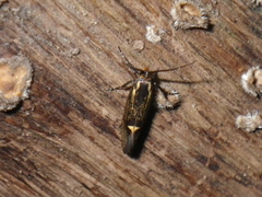 Esperia sulphurella